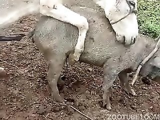 Animal Zoo Porn