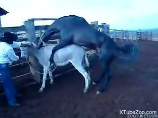 Horse fucks donkey and zoophilia lover tapes it all