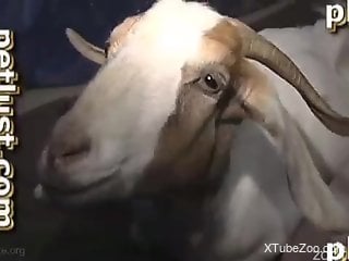 Horny dude cums in goat's ass after a wild fuck