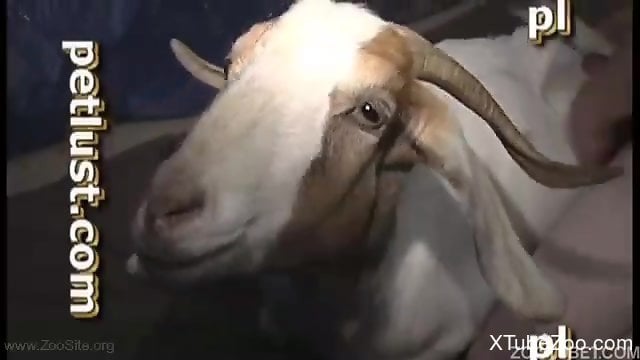 Goat Tube Porn