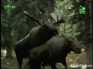 Man loves watching these moose fucking in outdoor nature