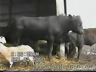 Horny bull causes zoophilia porn lover to crave for sex