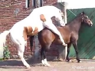 Horny men are watching a pair of horses fucking hard