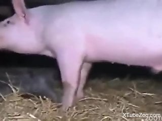 Pig plows a tight human pussy from behind in a barn