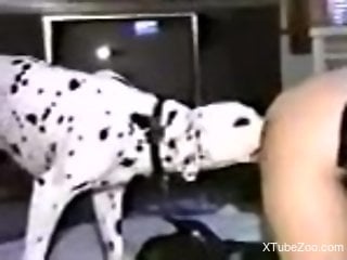 Dirty Dalmatian gets to lick that hot little pussy