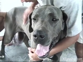 Blond-haired beauty getting fucked by dudes and beasts
