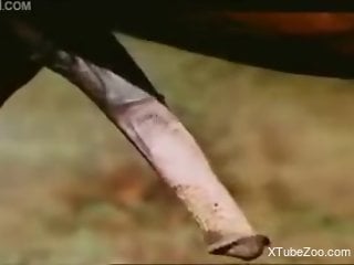Huge horse cock fucking a submissive mare from behind