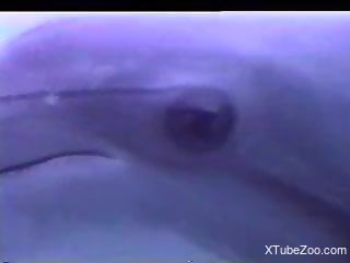 Dolphins enjoying underwater fucking in a kinky XXX vid