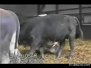 Sexy bull showing off its nice dick for the camera