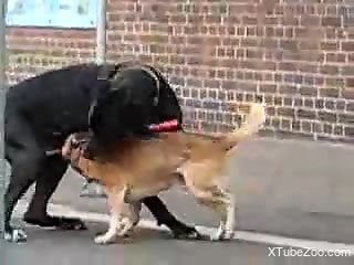 Two dogs are going to fuck each other in public