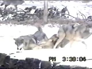 Sexy wolves fucking each other in an outdoor video
