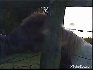 Horse makes horny zoo porn lover pretty aroused and needy