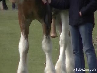 Horse cock spotlighted in a voyeur porno movie