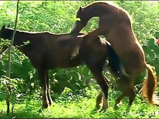 Sexy horses fucking one another in front of the camera
