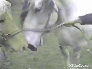 Sexy horses fucking each other in a violent way