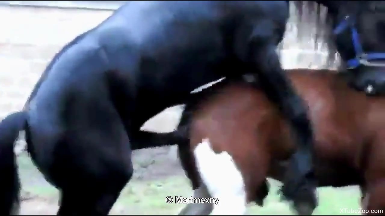 Horse Licking Pussy