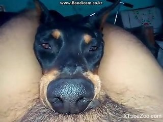 Dog chokes on a dude's cock in a hot porno movie