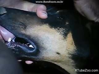 Dude drilling a dog's throat in a hardcore porn vid