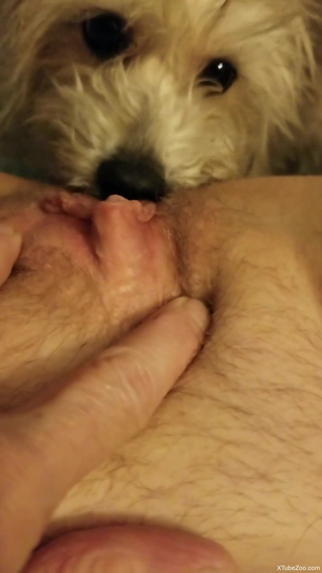 Dog licking pussys