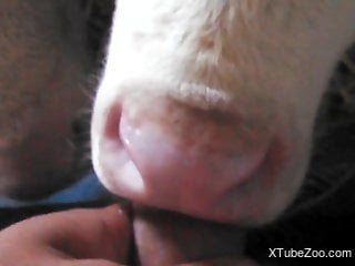 Dirty animal deepthroating a guy's cock in a POV vid