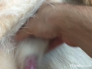 Gorgeous dog penis featured in a hot handjob video