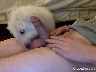 Dog licking a dude's dick in a passionate way