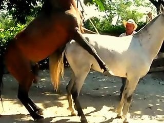 Stallion with a huge cock fucking a white mare here