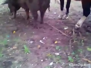Man craves fucking his fat pig in the ass