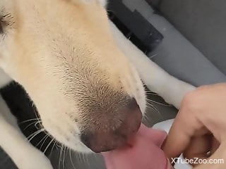 Dude's cock gets licked by a nice looking doggo