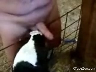 Guy's large cock is being pleasured by a cow