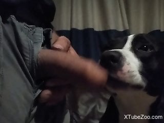 Guy puts his cock in the dog's mouth for fun