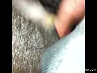 Man deep fucks horse's wet pussy and comes inside the animal