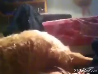 Energized man loudly fucks his furry dog in webcam rounds
