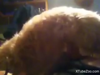 Energized man loudly fucks his furry dog in webcam rounds