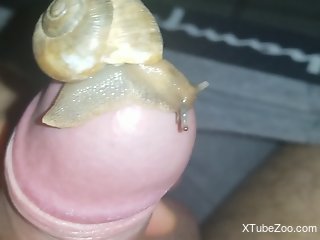 Man jerks off with a big snail crawling on his dick