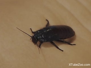 Nude babe shares intimate solo with bugs in her wet pussy