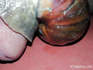 Man puts snails on his dick to crawl and stimulate him
