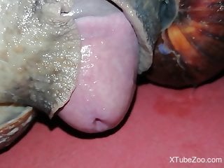 Man puts snails on his dick to crawl and stimulate him