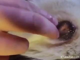 Man finger fucks the furry dog's pussy until the animal comes