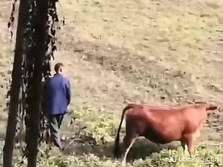 Curious man gets filmed when he tries to fuck a cow in the pussy