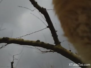 Mature man fucks furry animal in the ass and pussy while on cam