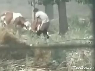 Amateur man gets filmed in secret when he fucks cows in the ass