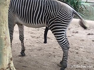 Zebra's huge cock makes the guy filming it crave sex