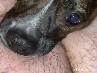 Horny man likes how the dog engulfs his big dick