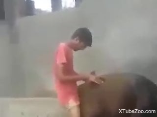 Young lad filmed when he fucks a cow on the streets of Delhi