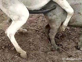 Donkey fucks its female and horny man sits and watches